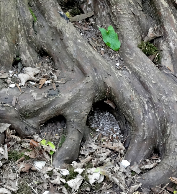 roots